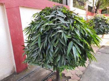 Monoon longifolium ağacı. Sahte ashoka ve 