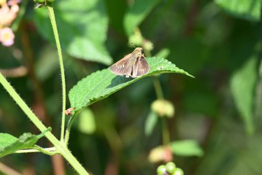 Pelopidas Mathias Kelebeği. Diğer adları karanlık, küçük, hızlı, küçük markalı, daha az darı kaptanı ve siyah hızlı markalı. Bu aniden Hesperiidae ailesine ait olan bir sinek.. 
