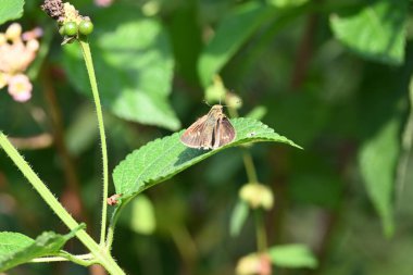 Pelopidas Mathias Kelebeği. Diğer adları karanlık, küçük, hızlı, küçük markalı, daha az darı kaptanı ve siyah hızlı markalı. Bu aniden Hesperiidae ailesine ait olan bir sinek.. 