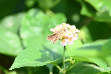 Pelopidas mathias butterfly. Its other names dark small branded swift,small branded swift,lesser millet skipper and black branded swift. This is abutterflybelonging to the familyHesperiidae.  clipart