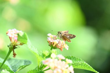 Pelopidas mathias butterfly. Its other names dark small branded swift,small branded swift,lesser millet skipper and black branded swift. This is abutterflybelonging to the familyHesperiidae.  clipart