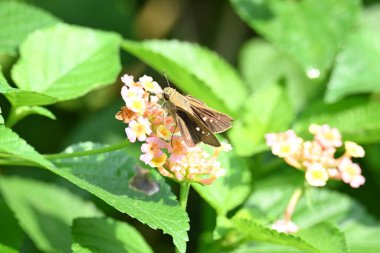 Pelopidas mathias butterfly. Its other names dark small branded swift,small branded swift,lesser millet skipper and black branded swift. This is abutterflybelonging to the familyHesperiidae.  clipart