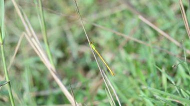 Seriagrion coromandelianum. Coenagrionidae familyasından bir kuş türü. Diğer adı Coromandel bataklık dartı, sarı balmumu kuyruk ve coenagrionidae. Bu tür Güney Asya 'da bulunur..