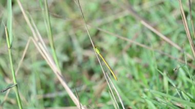Seriagrion coromandelianum. Coenagrionidae familyasından bir kuş türü. Diğer adı Coromandel bataklık dartı, sarı balmumu kuyruk ve coenagrionidae. Yavaş çekim videosu.