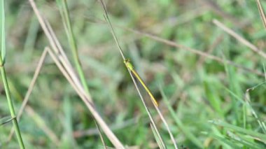 Seriagrion coromandelianum. Coenagrionidae familyasından bir kuş türü. Diğer adı Coromandel bataklık dartı, sarı balmumu kuyruk ve coenagrionidae. Yavaş çekim videosu.