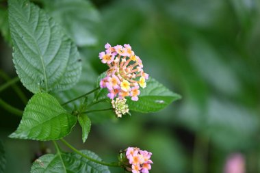 Lantana çiçeği. Verbenafamily, Verbenaceae 'de çiçek açan bir bitki. Cins, her iki baklava da içerir. Diğer isimleri çalılar verbenas, lantanas ve lantana camara.
