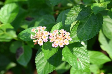 Lantana çiçeği. Verbenafamily, Verbenaceae 'de çiçek açan bir bitki. Cins, her iki baklava da içerir. Diğer isimleri çalılar verbenas, lantanas ve lantana camara.