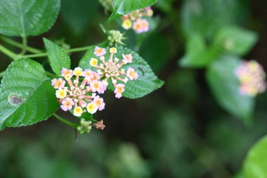 Lantana çiçeği. Verbenafamily, Verbenaceae 'de çiçek açan bir bitki. Cins, her iki baklava da içerir. Diğer isimleri çalılar verbenas, lantanas ve lantana camara.