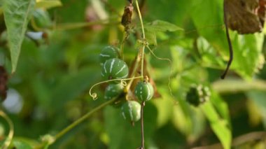 Diplocyclos meyveleri. Diğer isimleri Neoachmandra japonica, Trichosanthes salatalıkları, Neoachmandra, Bryonia ve Zehneria. Bu bir asma bitkisi meyvesi.. 