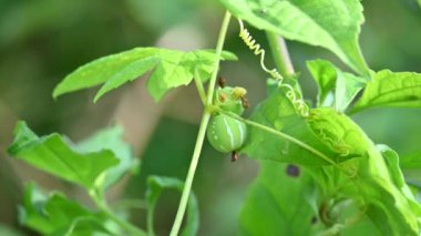 Diplocyclos meyveleri. Diğer isimleri Neoachmandra japonica, Trichosanthes salatalıkları, Neoachmandra, Bryonia ve Zehneria. Bu bir asma bitkisi meyvesi.. 