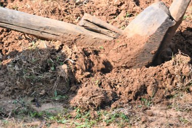 Tarlada eski ahşap saban. Geleneksel çiftçilikte toprağı hazırlamak için kullanılır. Dayanıklı bir ahşap saban, zengin toprağı delip geçiyor. Sivri uçlu demire rehberlik eder, bereketli bir hasat için toprağı çevirir..