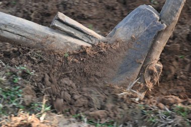 Tarlada eski ahşap saban. Geleneksel çiftçilikte toprağı hazırlamak için kullanılır. Dayanıklı bir ahşap saban, zengin toprağı delip geçiyor. Sivri uçlu demire rehberlik eder, bereketli bir hasat için toprağı çevirir..