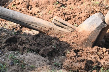 Tarlada eski ahşap saban. Geleneksel çiftçilikte toprağı hazırlamak için kullanılır. Dayanıklı bir ahşap saban, zengin toprağı delip geçiyor. Sivri uçlu demire rehberlik eder, bereketli bir hasat için toprağı çevirir..