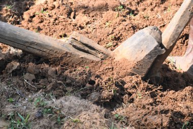 Tarlada eski ahşap saban. Geleneksel çiftçilikte toprağı hazırlamak için kullanılır. Dayanıklı bir ahşap saban, zengin toprağı delip geçiyor. Sivri uçlu demire rehberlik eder, bereketli bir hasat için toprağı çevirir..