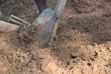 Tarlada eski ahşap saban. Geleneksel çiftçilikte toprağı hazırlamak için kullanılır. Dayanıklı bir ahşap saban, zengin toprağı delip geçiyor. Sivri uçlu demire rehberlik eder, bereketli bir hasat için toprağı çevirir..