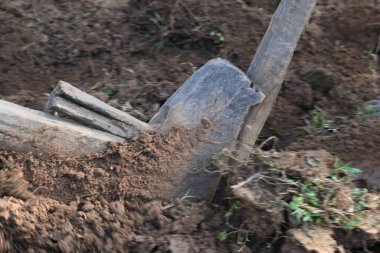 Tarlada eski ahşap saban. Geleneksel çiftçilikte toprağı hazırlamak için kullanılır. Dayanıklı bir ahşap saban, zengin toprağı delip geçiyor. Sivri uçlu demire rehberlik eder, bereketli bir hasat için toprağı çevirir..