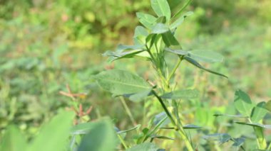 Sahada yer fıstığı bitkisi. Diğer adı Arachis hipogaea, yer fıstığı, yer fıstığı, yer fıstığı, bezelye ve maymun fındığı. Bu, yenebilir tohumları için yetiştirilen alegumecrop..