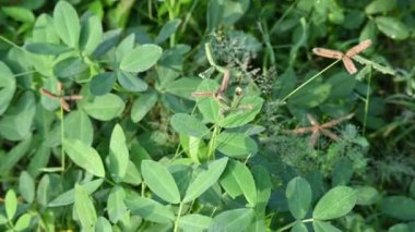 Sahada yer fıstığı bitkisi. Diğer adı Arachis hipogaea, yer fıstığı, yer fıstığı, yer fıstığı, bezelye ve maymun fındığı. Bu, yenebilir tohumları için yetiştirilen alegumecrop..