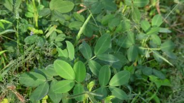 Sahada yer fıstığı bitkisi. Diğer adı Arachis hipogaea, yer fıstığı, yer fıstığı, yer fıstığı, bezelye ve maymun fındığı. Bu, yenebilir tohumları için yetiştirilen alegumecrop..