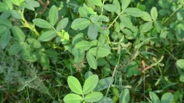 Sahada yer fıstığı bitkisi. Diğer adı Arachis hipogaea, yer fıstığı, yer fıstığı, yer fıstığı, bezelye ve maymun fındığı. Bu, yenebilir tohumları için yetiştirilen alegumecrop..