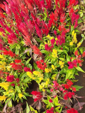 Celosia çiçekleri. Çiçekler kırmızı, sarı ve turuncunun çeşitli tonlarındadır, eşsiz tüylü tüyleri sahneye desen ve derinlik katar. Bereketli yeşil güzel renkli çiçekler..