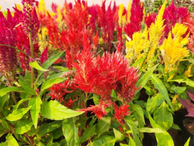 Celosia çiçekleri. Çiçekler kırmızı, sarı ve turuncunun çeşitli tonlarındadır, eşsiz tüylü tüyleri sahneye desen ve derinlik katar. Bereketli yeşil güzel renkli çiçekler..