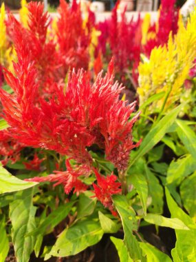 Celosia çiçekleri. Çiçekler kırmızı, sarı ve turuncunun çeşitli tonlarındadır, eşsiz tüylü tüyleri sahneye desen ve derinlik katar. Bereketli yeşil güzel renkli çiçekler..