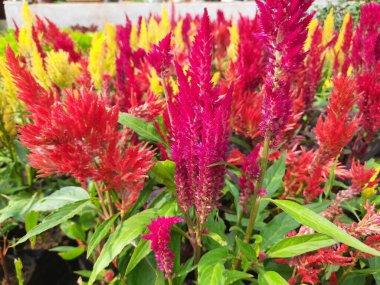 Celosia çiçekleri. Çiçekler kırmızı, sarı ve turuncunun çeşitli tonlarındadır, eşsiz tüylü tüyleri sahneye desen ve derinlik katar. Bereketli yeşil güzel renkli çiçekler..