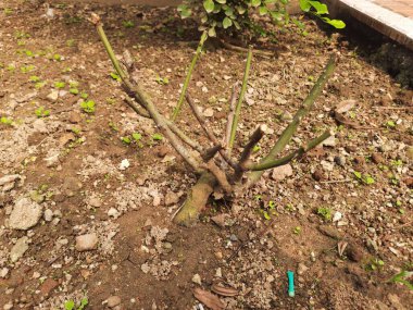 Bahçedeki genç gül çalısı. Tesis yakın zamanda budanmış, üsten birden fazla gövde filizlenmiş. Toprak kuru ve kahverengidir. Düşen yapraklar etrafa saçılmıştır..