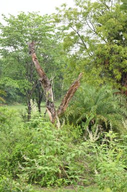 Ormanın ortasında ölü bir ağaç. Çevredeki yeşillik gelişiyor. Kaybın karşısında bile yaşamın gelişebildiğini hatırlatıyor. Kuru ağaç.