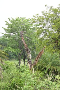 Ormanın ortasında ölü bir ağaç. Çevredeki yeşillik gelişiyor. Kaybın karşısında bile yaşamın gelişebildiğini hatırlatıyor. Kuru ağaç.