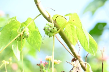 Diplocyclos fruits. Its other names Neoachmandra japonica,Trichosanthes cucumeroides, Neoachmandra, Bryonia and Zehneria. It is a vine plant fruits.  clipart