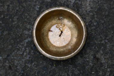 Ants on brass vessel. These ants are eating the sweet Offering left in the brass bowl. Wherever these ants find something sweet, they eat it with great relish. Insects or ant eating food.  clipart