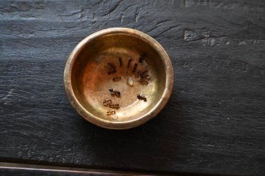 Pirinç kaptaki karıncalar. Bu karıncalar pirinç kasesinde kalan tatlıyı yiyorlar. Bu karıncalar nerede tatlı bir şey bulurlarsa, onu büyük bir zevkle yerler. Yemek yiyen böcekler ya da karıncalar. 