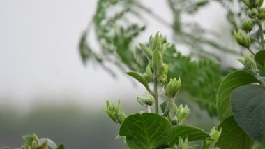 Testerodendrum trichotomum tomurcukları. Diğer isimleri soytarı görkemli çardak, görkemli ağaç ve fıstık ezmesi ağacı. Bu, Lamiaceae ailesinin bitkilerini indiren özellikler. Yaban Çiçeği.