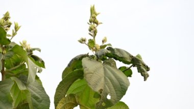 Testerodendrum trichotomum tomurcukları. Diğer isimleri soytarı görkemli çardak, görkemli ağaç ve fıstık ezmesi ağacı. Bu, Lamiaceae ailesinin bitkilerini indiren özellikler. Yaban Çiçeği.
