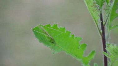 Microcentrum rhombifolium böceği. Tettigonidae familyasından bir böcek türüdür. Diğer adları ise Katydid 'in daha büyük açısı, geniş kanatlı katydid, ve kanatlı katydid. Yeşil Böcek. 