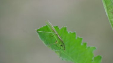 Microcentrum rhombifolium böceği. Tettigonidae familyasından bir böcek türüdür. Diğer adları ise Katydid 'in daha büyük açısı, geniş kanatlı katydid, ve kanatlı katydid. Yeşil Böcek. 