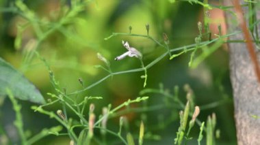 Andrographis paniklemiş çiçek. Diğer adı Yeşil Chireta. Geleneksel olarak enfeksiyonları ve bazı hastalıkları tedavi etmek için kullanılır. Çoğunlukla tıbbi amaçlar için kullanılan yapraklar..