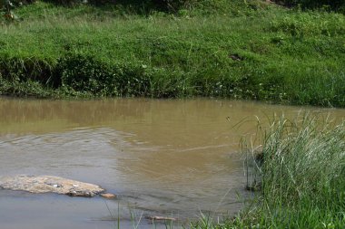 Taşların ve kayaların arasından akan nehir suyu. Dağ nehri yeşil ormandan akar. Dağdan akan vahşi nehir.