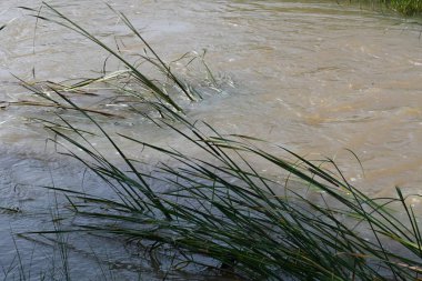 Taşların ve kayaların arasından akan nehir suyu. Dağ nehri yeşil ormandan akar. Dağdan akan vahşi nehir.