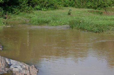 Taşların ve kayaların arasından akan nehir suyu. Dağ nehri yeşil ormandan akar. Dağdan akan vahşi nehir.