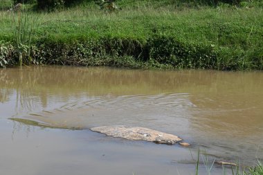 Taşların ve kayaların arasından akan nehir suyu. Dağ nehri yeşil ormandan akar. Dağdan akan vahşi nehir.