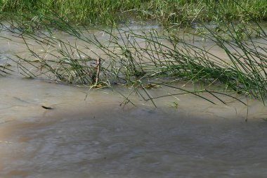 Taşların ve kayaların arasından akan nehir suyu. Dağ nehri yeşil ormandan akar. Dağdan akan vahşi nehir.