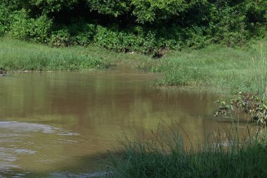 Taşların ve kayaların arasından akan nehir suyu. Dağ nehri yeşil ormandan akar. Dağdan akan vahşi nehir.