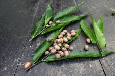 Polyalthia longifolia tohumları. Ashoka ağacı Hindistan 'a özgüdür. Yükselmiş yeşil bir ağaç. Saraca asoca yaprakları. Diğer adı Sahte Ashoka. Yeşil yapraklar ve tohumlar.