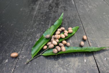Polyalthia longifolia tohumları. Ashoka ağacı Hindistan 'a özgüdür. Yükselmiş yeşil bir ağaç. Saraca asoca yaprakları. Diğer adı Sahte Ashoka. Yeşil yapraklar ve tohumlar.