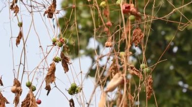 Diplocyclos meyveleri. Diğer isimleri Neoachmandra japonica, Trichosanthes salatalıkları, Neoachmandra, Bryonia ve Zehneria. Bu bir asma bitkisi meyvesi.. 