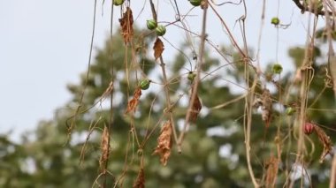Diplocyclos meyveleri. Diğer isimleri Neoachmandra japonica, Trichosanthes salatalıkları, Neoachmandra, Bryonia ve Zehneria. Bu bir asma bitkisi meyvesi.. 