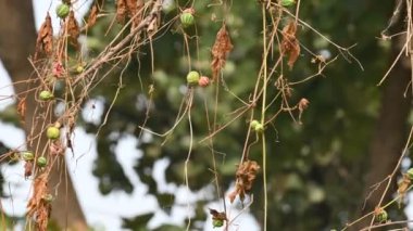 Diplocyclos meyveleri. Diğer isimleri Neoachmandra japonica, Trichosanthes salatalıkları, Neoachmandra, Bryonia ve Zehneria. Bu bir asma bitkisi meyvesi.. 